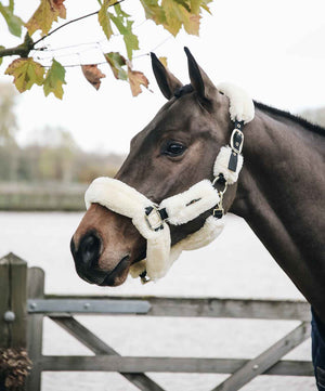 Kentucky Horsewear Shipping Halter.
