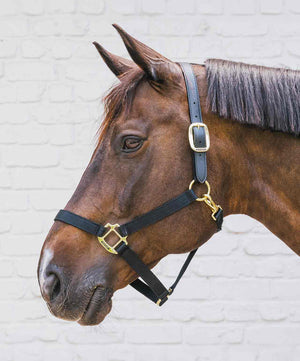 Kentucky Horsewear Breakaway Halter.