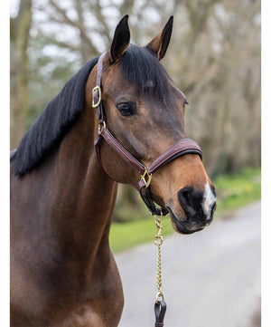 LeMieux Trot Up Leather Lead with Chain| Leads|Brand: LeMieux Equestrian
