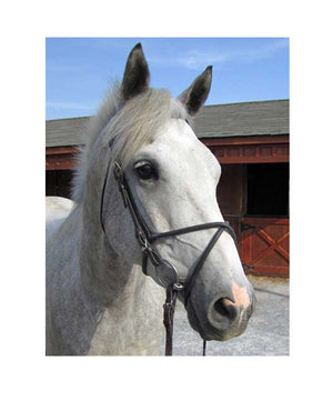 CLEAROUT - Nunn Finer Rubber Noseband| Nosebands|Brand: Nunn Finer