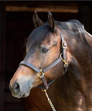 Perri's Professional Leather Show Halter| Halters|Brand: Perri's