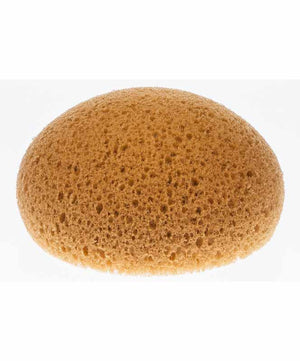 Sponge Hydra Tack 5