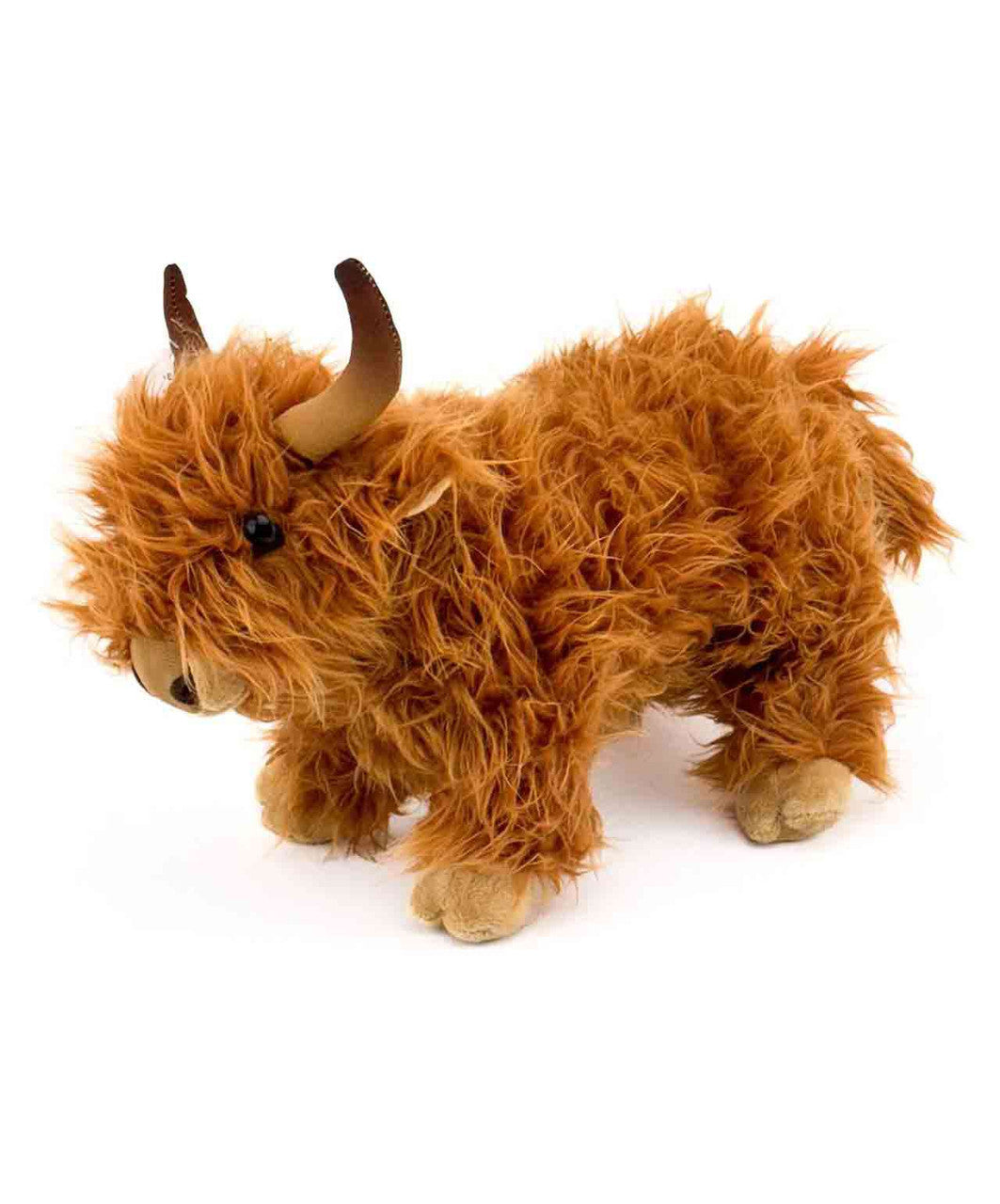 Big Country Scottish Highland Cow.
