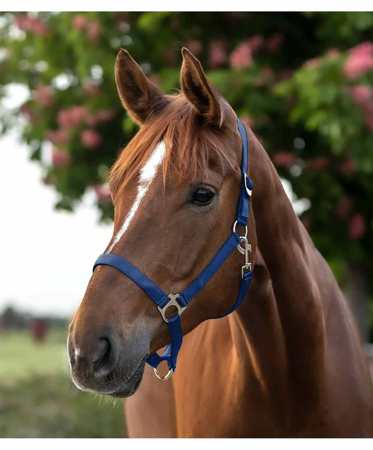 Waldenhausen Economy Perlon Halter, Blue, lifestyle. 