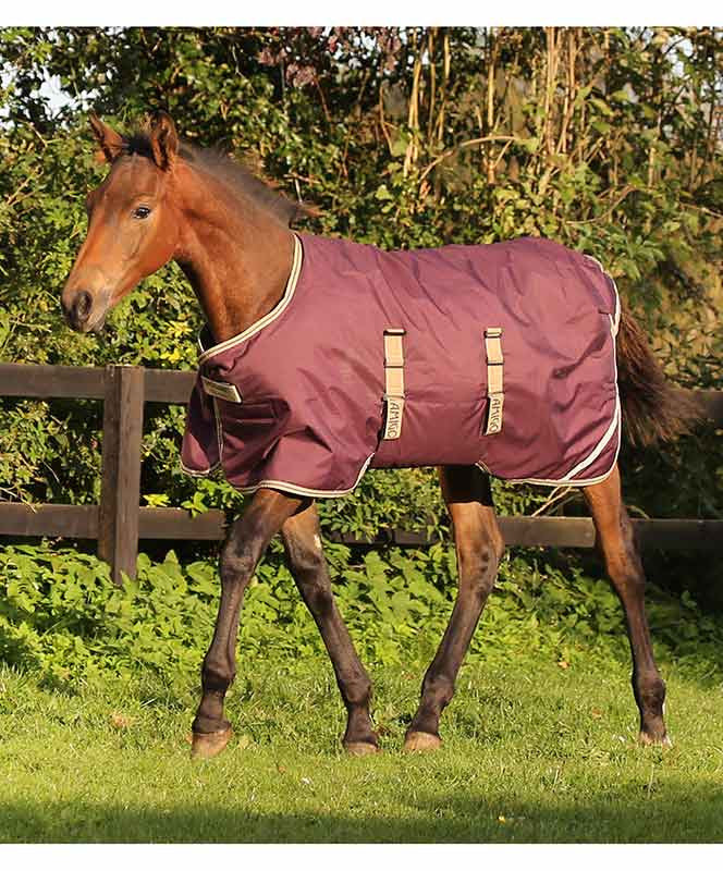 Amigo Foal Rug Turnout, Fig/Navy/Tan.