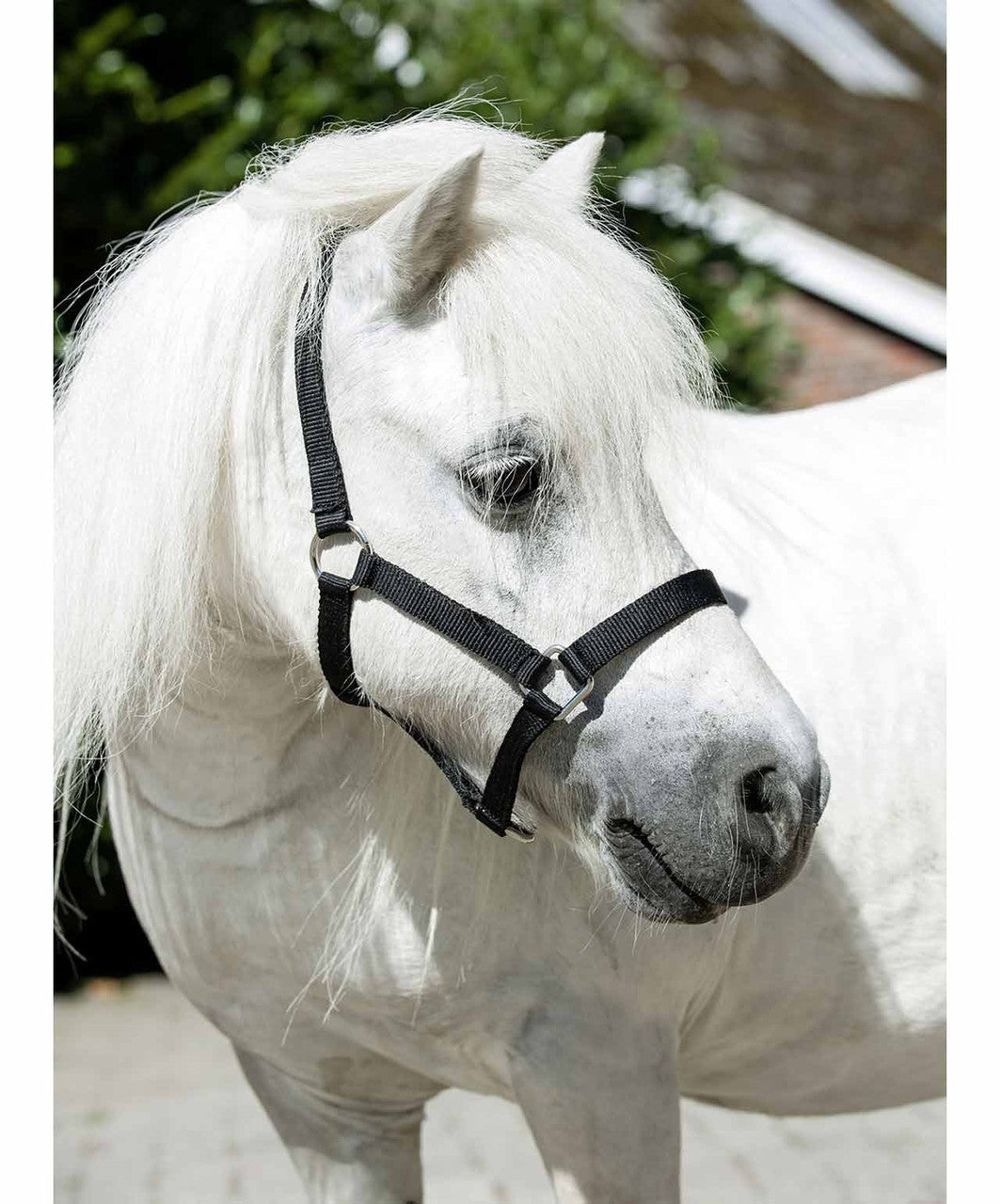 HKM Mini Shetland Halter.