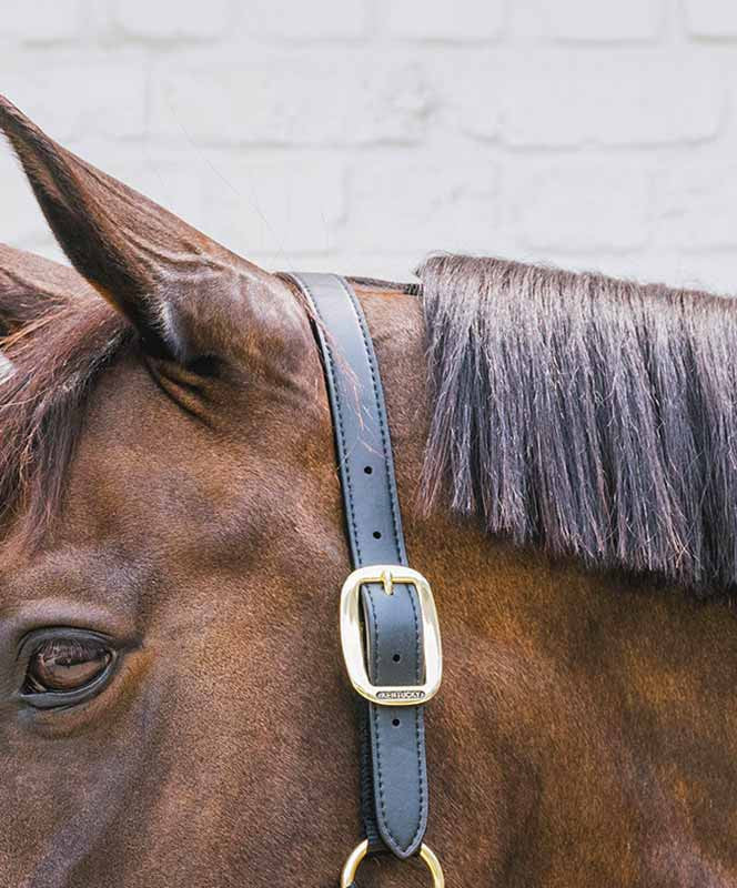Kentucky Horsewear Breakaway Halter Replacement Crown.