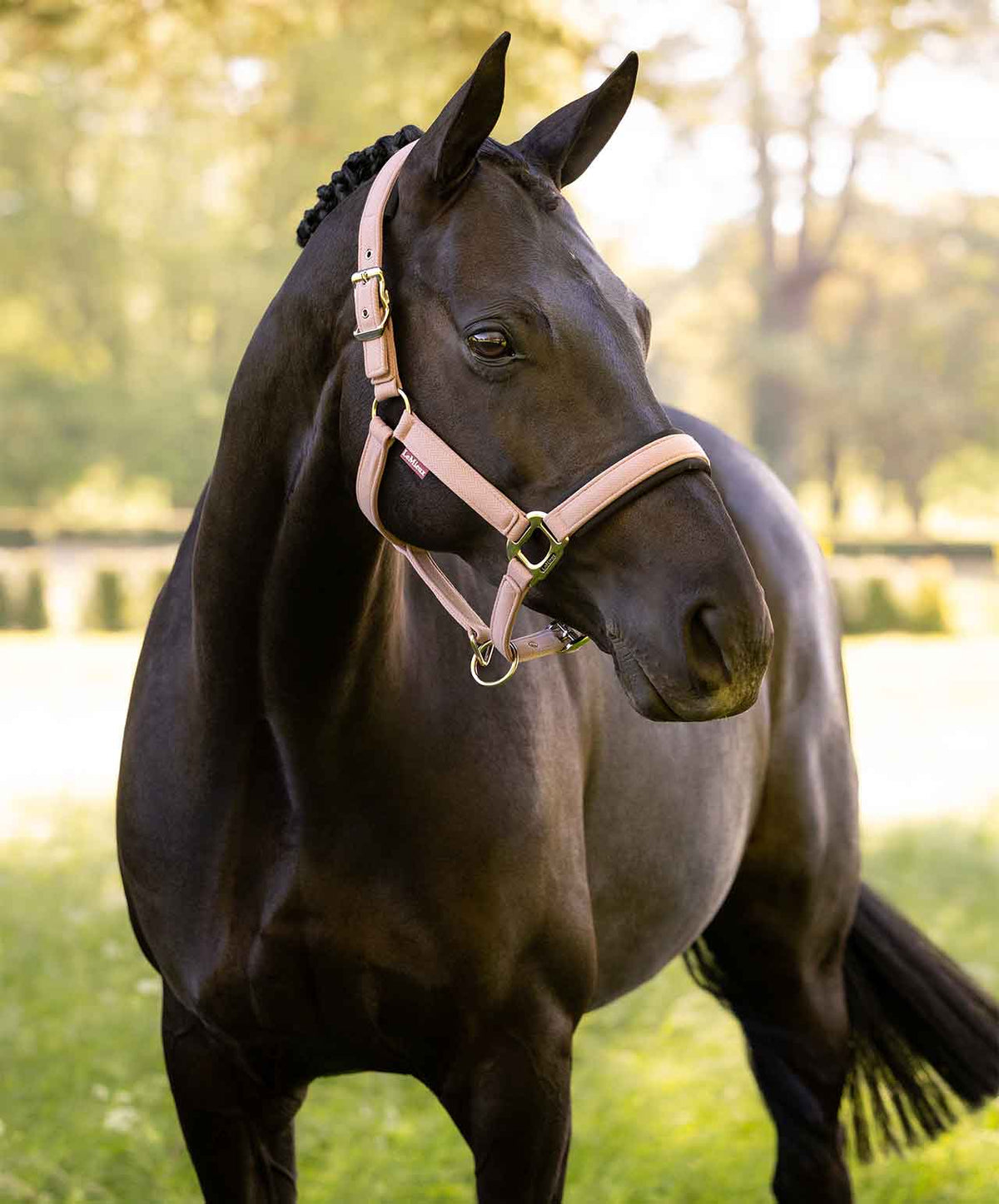 LeMieux Heritage Halter, Wild Rose, lifestyel. 