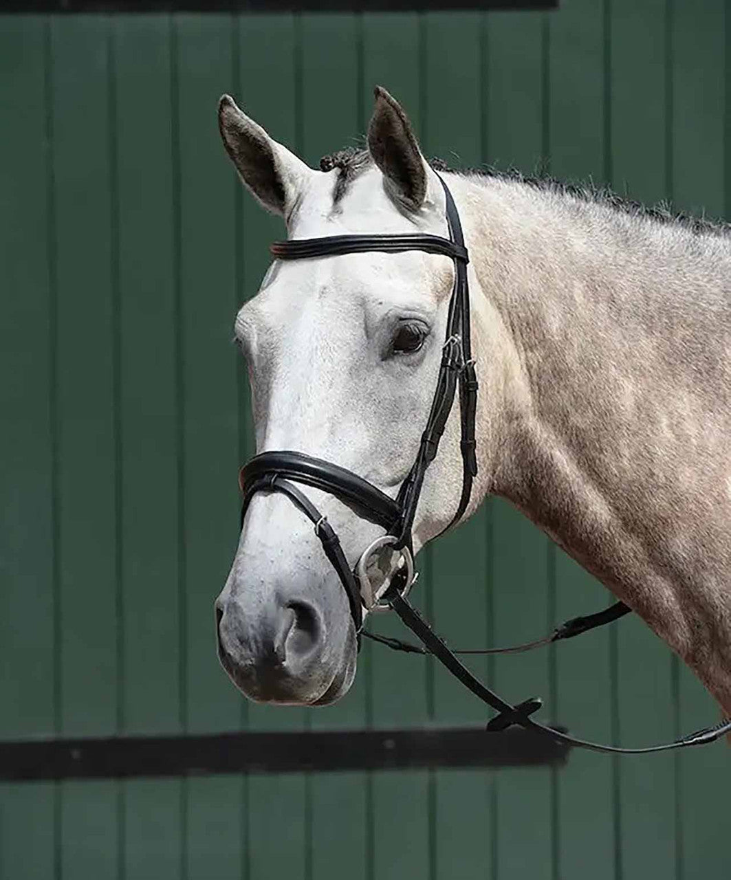 Collegiate Essential Padded Raised Flash Bridle.