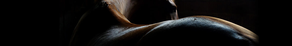 Shop For Saddles